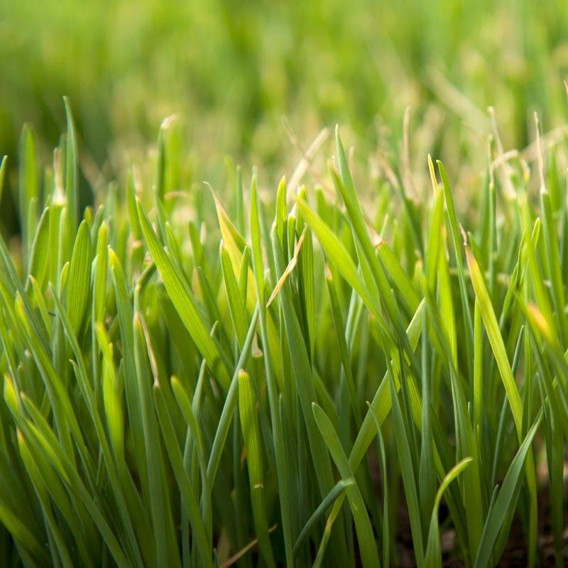 Organic Triticale Seed (lb)