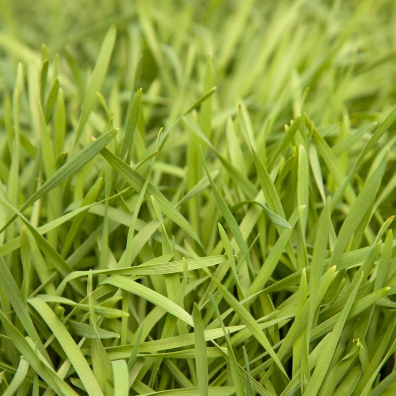 Organic Triticale Seed (lb)