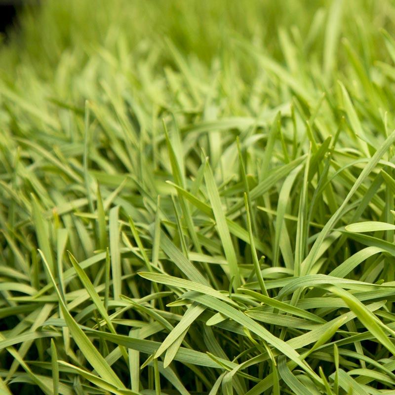 Organic Triticale Seed (lb)