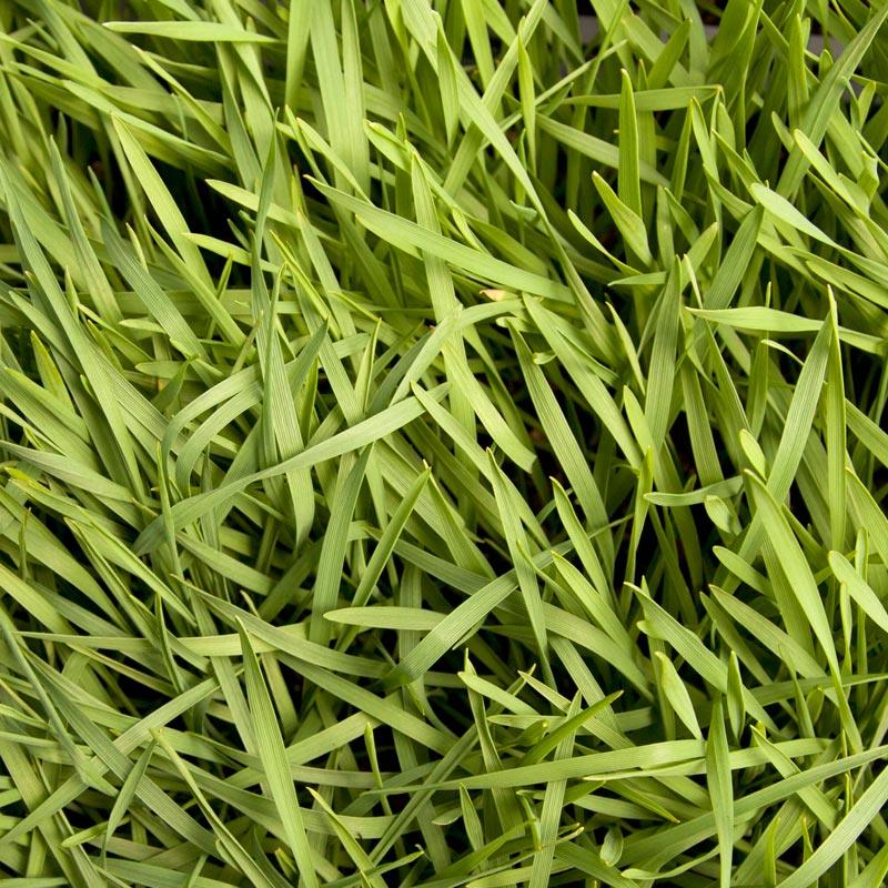 Organic Triticale Seed (lb)