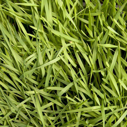 Organic Triticale Seed (lb)