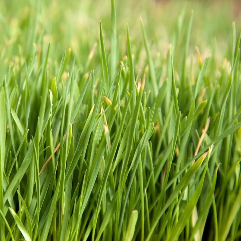 Organic Triticale Seed (lb)