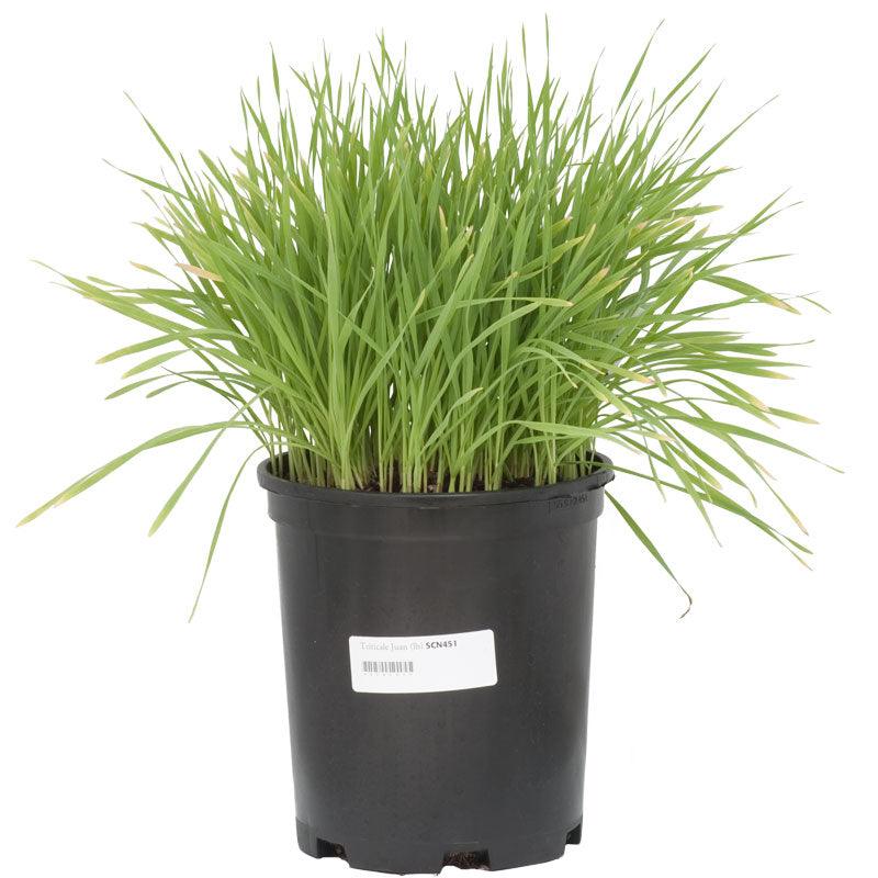 Triticale Seed (lb)