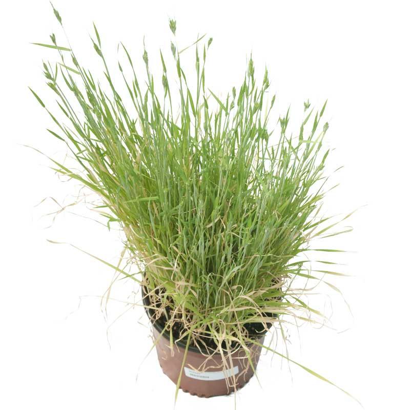 Triticale Seed (lb)