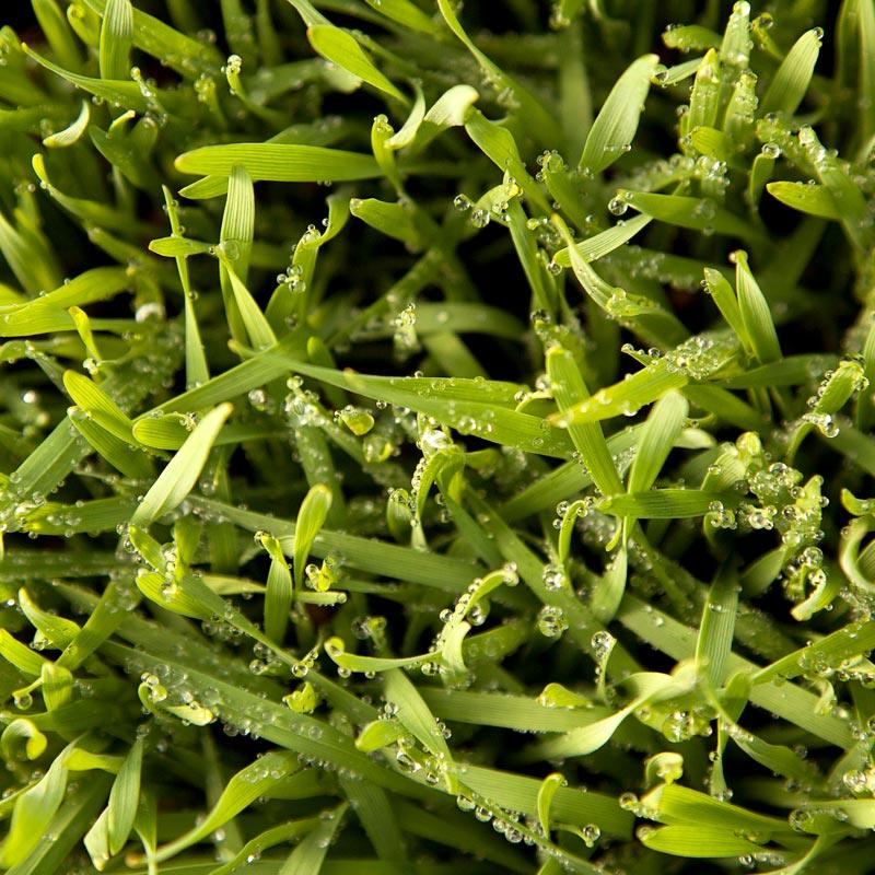 Triticale Seed (lb)