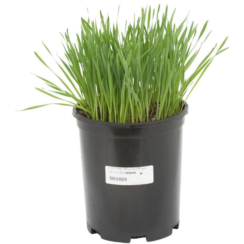 Wheat Red Winter Seed (lb)