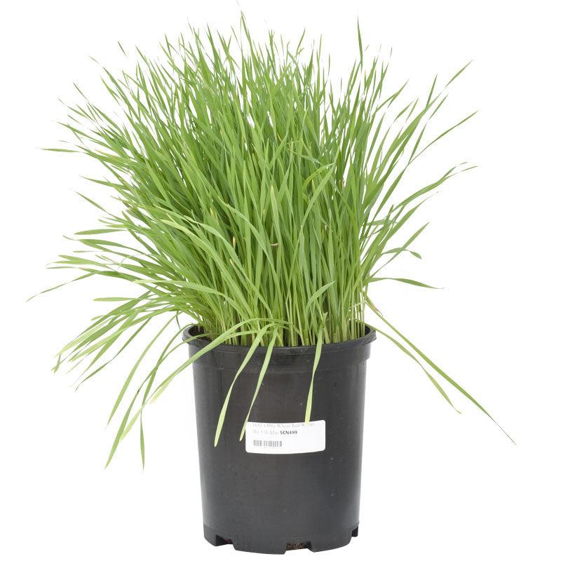 Wheat Red Winter Seed (lb)