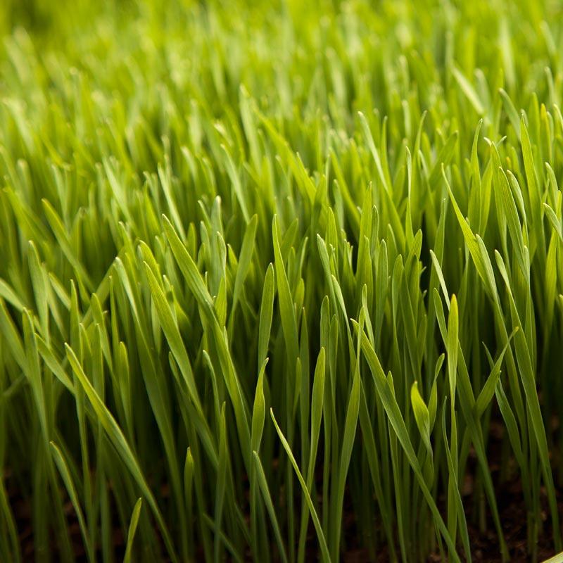 Wheat Red Winter Seed (lb)