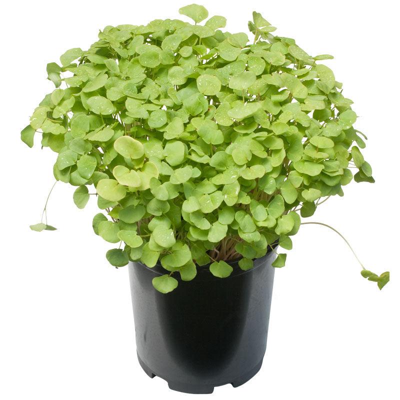 Buckwheat Seed (lb)