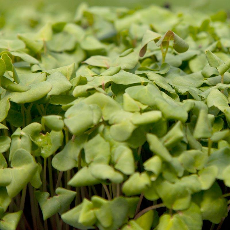 Organic Buckwheat Seed (lb)