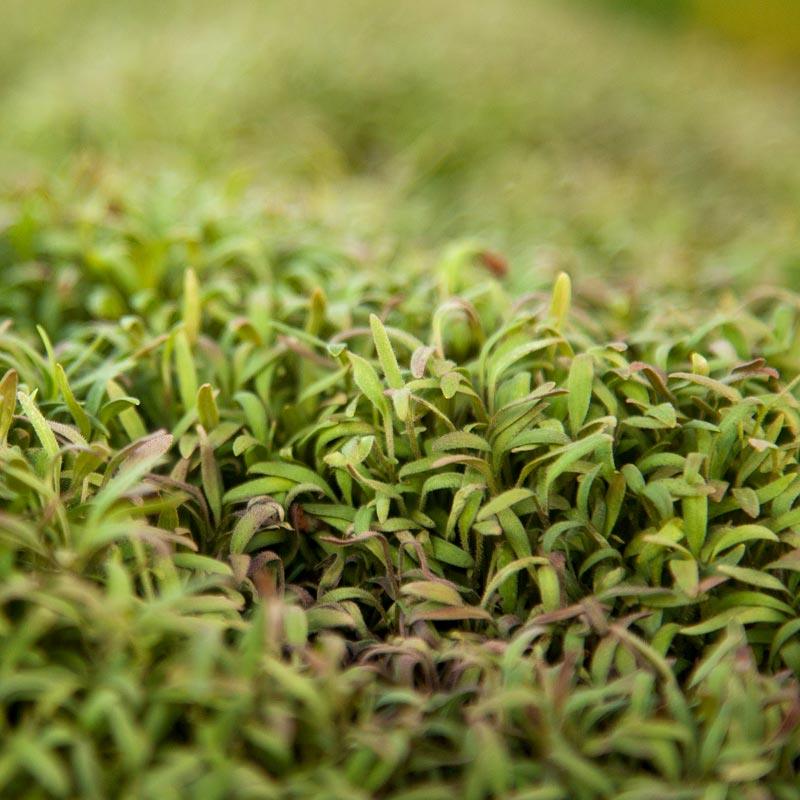 Phacelia Seed (lb)