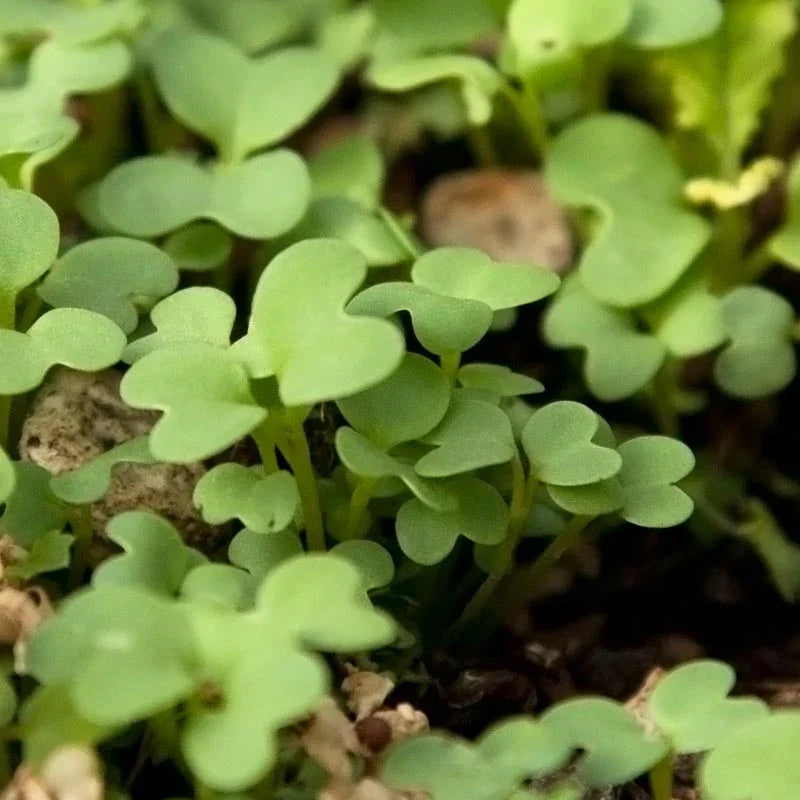 Mustard Seed (lb)