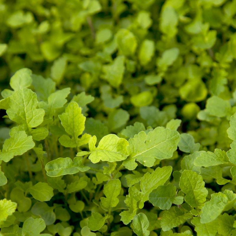Peaceful Valley Mustard Mix Seed (lb)