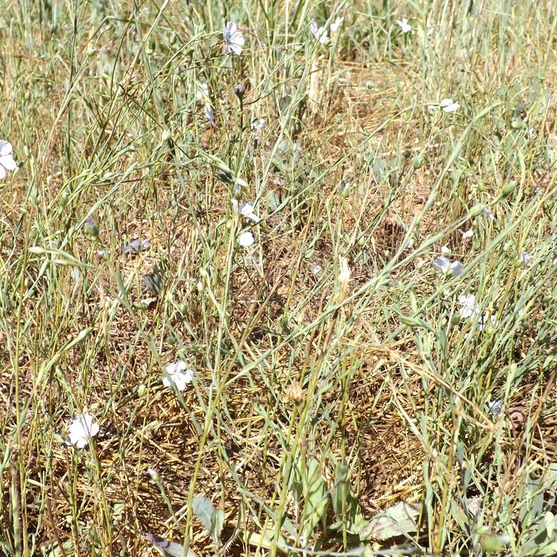 Organic Flax Seed (lb)
