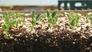 Peaceful Valley Seed Starting Kit