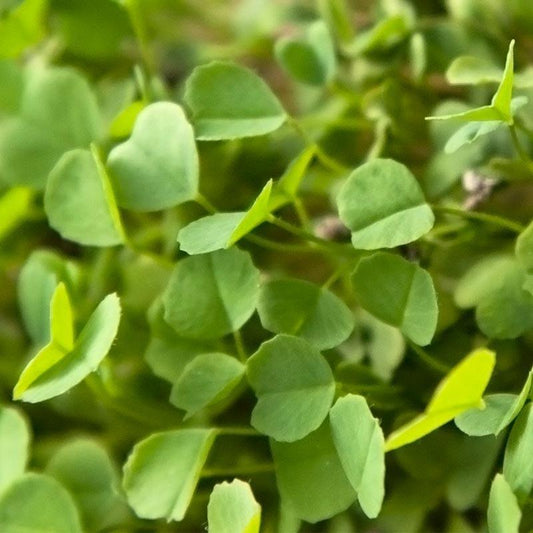 Semi-Dormant Alfalfa - Nitrocoated Seed (lb)