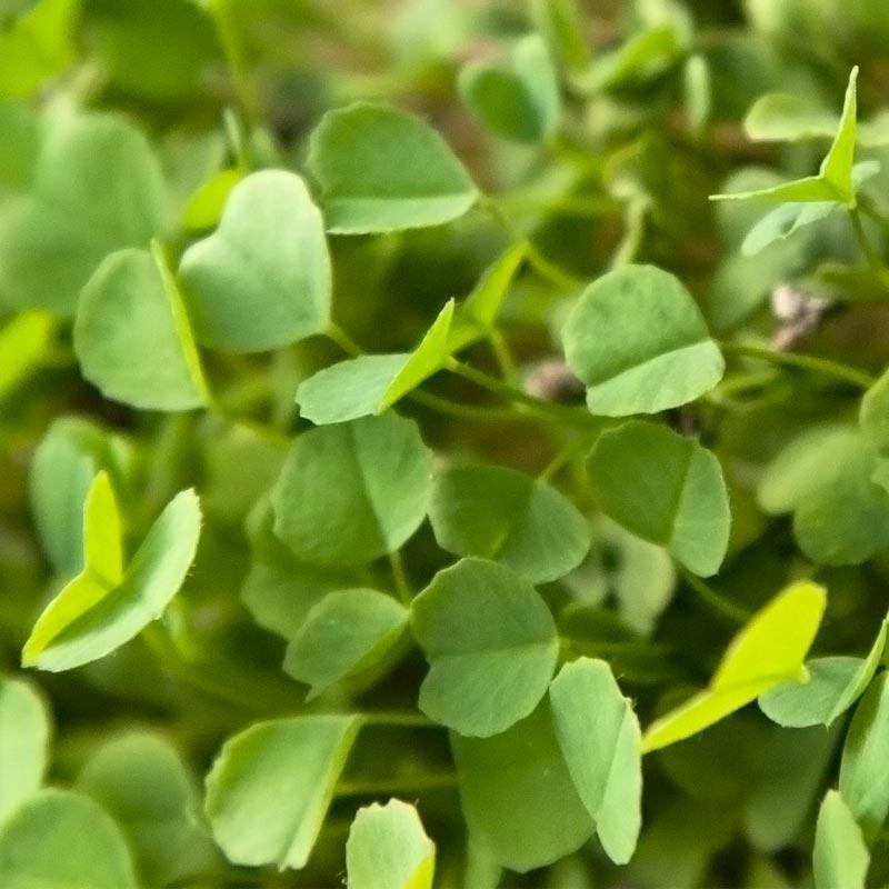 Semi-Dormant Alfalfa - Nitrocoated Seed (lb)