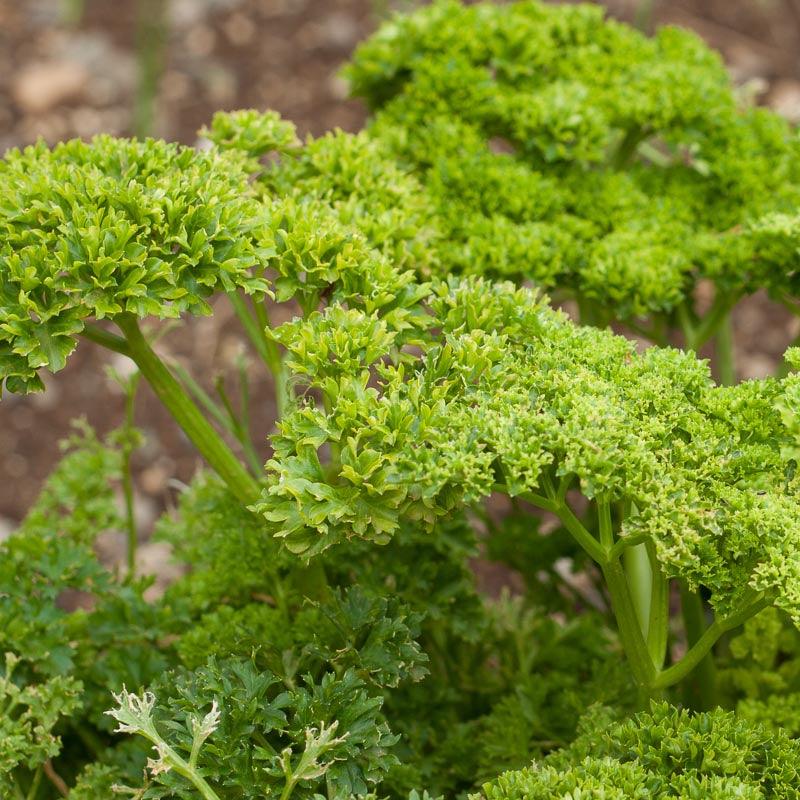 Organic Parsley, Moss Curled (1/4 lb)