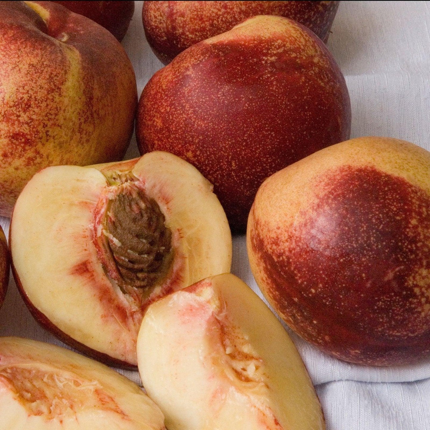 Snow Queen Nectarine Tree
