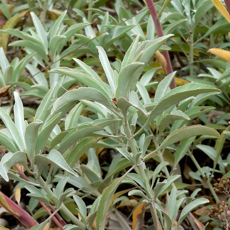 White Sage Seeds (Organic)