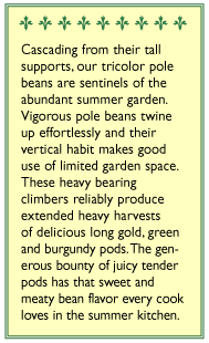 Green Yellow & Purple Tricolor Pole Bean Seed Mix
