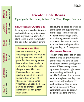 Green Yellow & Purple Tricolor Pole Bean Seed Mix