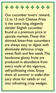 Chelsea Prize English Cucumber Seeds