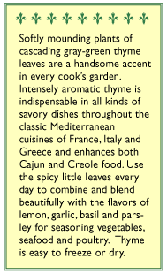 French Thyme Seeds