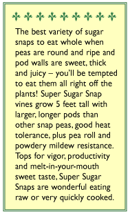 Super Sugar Snap Pea Seeds