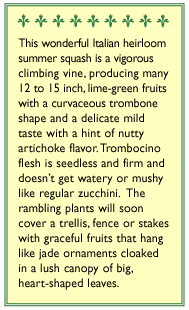 Trombetta di Albinga Climbing Summer Squash Seeds