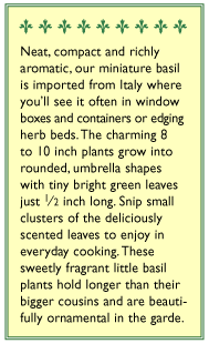 Windowbox Mini Basil Seeds