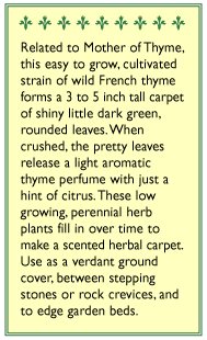 Creeping Thyme Seeds