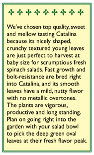 Catalina Baby Leaf Spinach Seeds