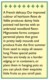 Mignonette Alpine Strawberry Seeds