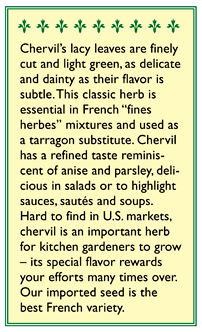 French Chervil Seeds