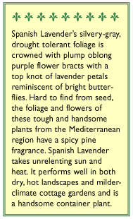 Purple Ribbons Spanish Lavender Seeds