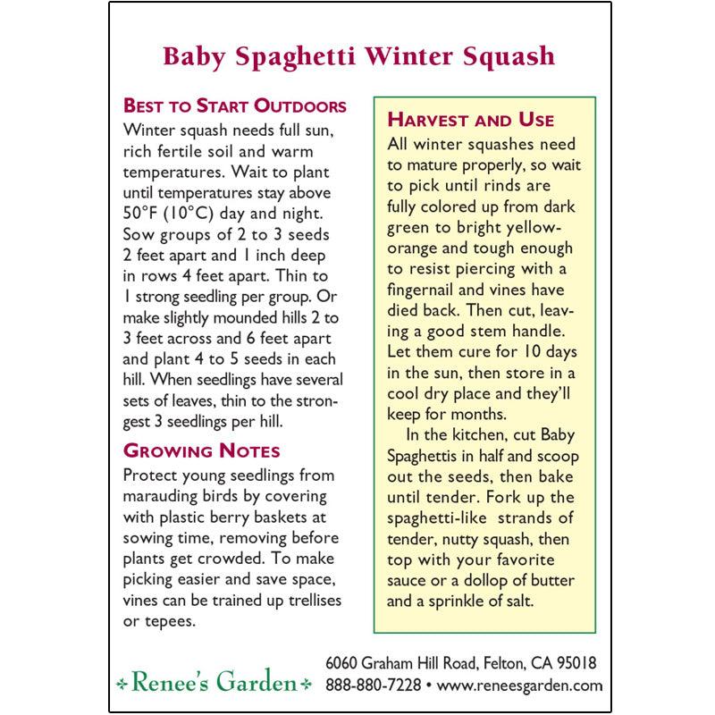 Baby Spaghetti Winter Squash Seeds