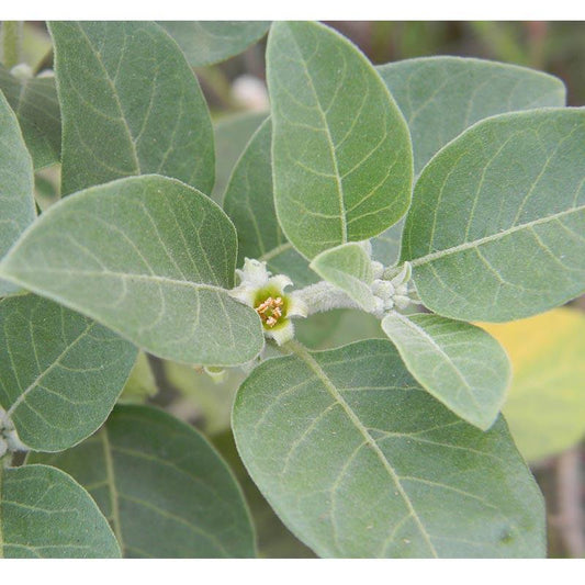 Ashwagandha Seeds (Organic)