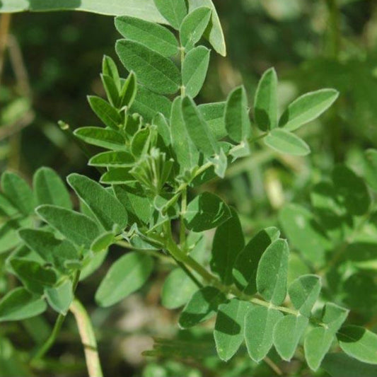 Astragalus Seeds (Organic)