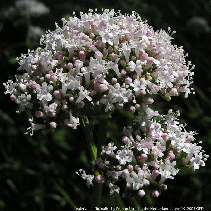 Valerian Seeds (Organic)