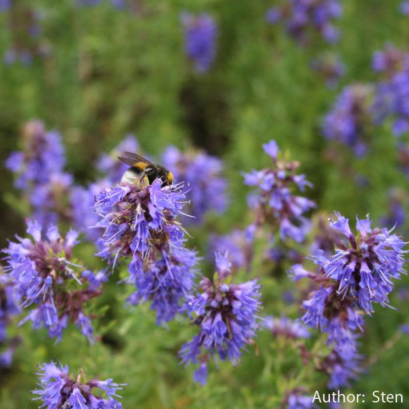 Official Hyssop Seeds (Organic)