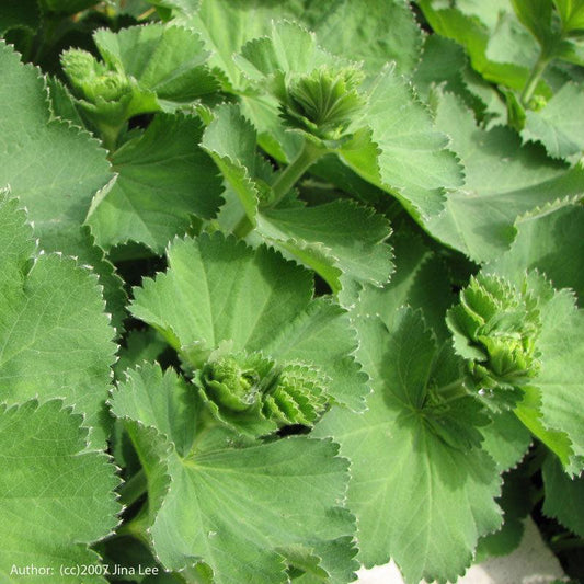 Lady's Mantle Seeds (Organic)