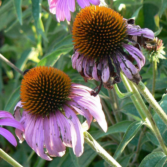 Narrow-leaved Coneflower Seeds (Organic)