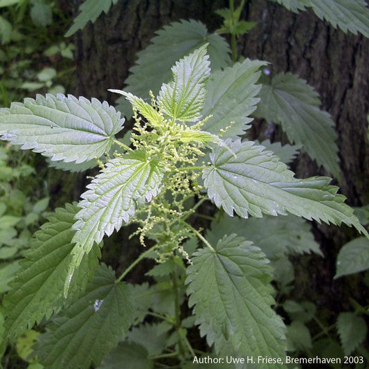 Stinging Nettles Seeds (Organic)