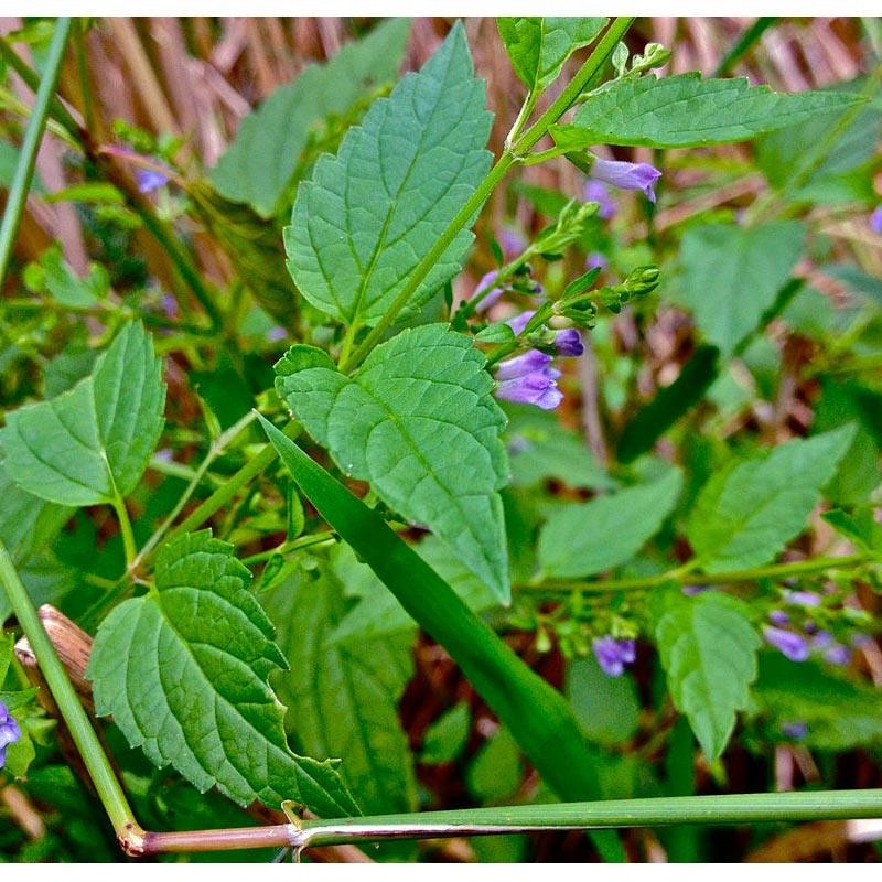 Skullcap Seeds (Organic)