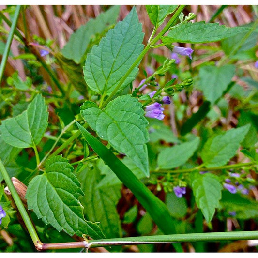 Skullcap Seeds (Organic)