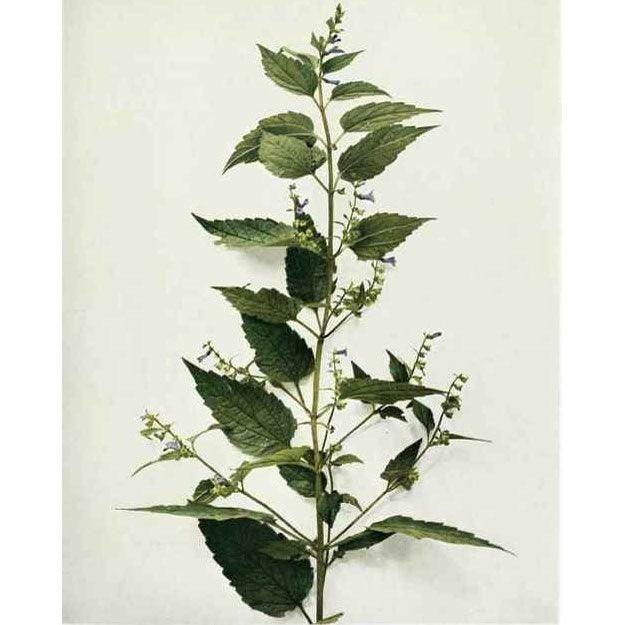 Skullcap Seeds (Organic)