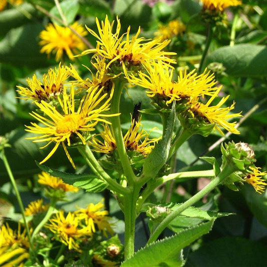 Official Elecampane Flower Seeds (Organic)