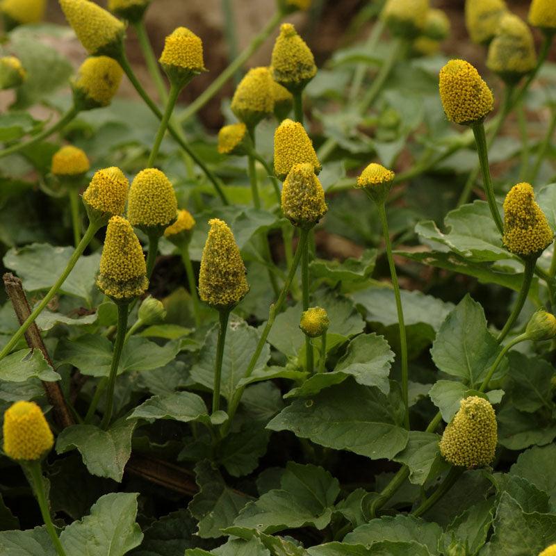 Spilanthes Seeds (Organic)