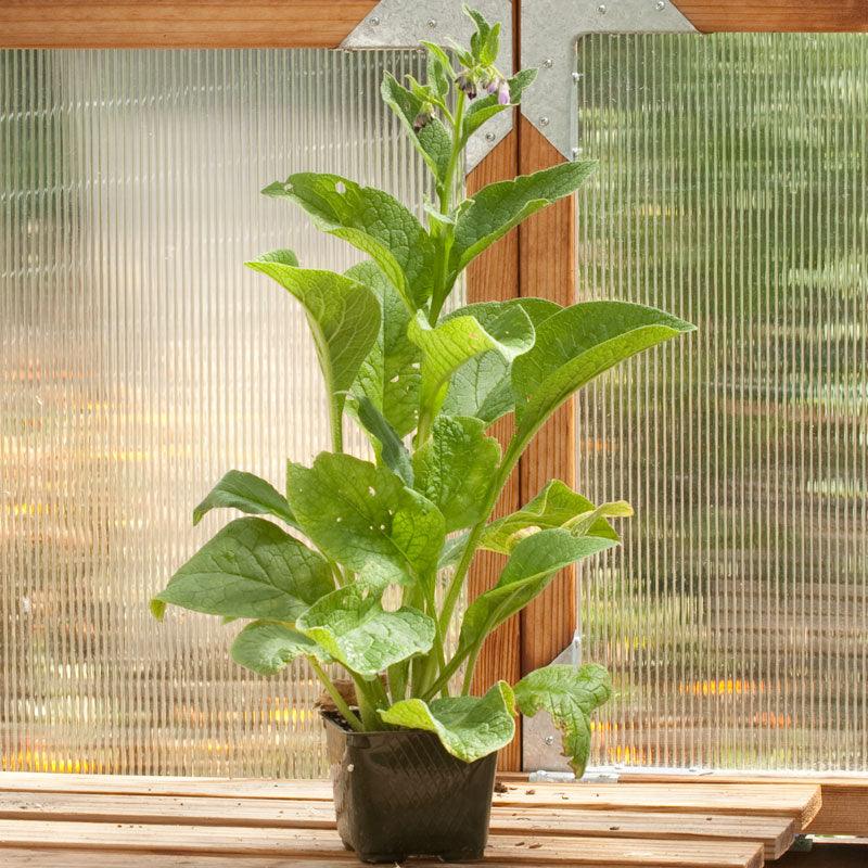 True Comfrey Seeds (Organic)